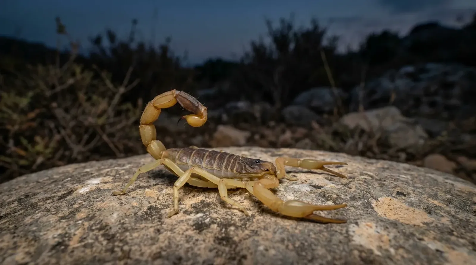 Escorpión amarillo con la cola levantada sobre una piedra al anochecer