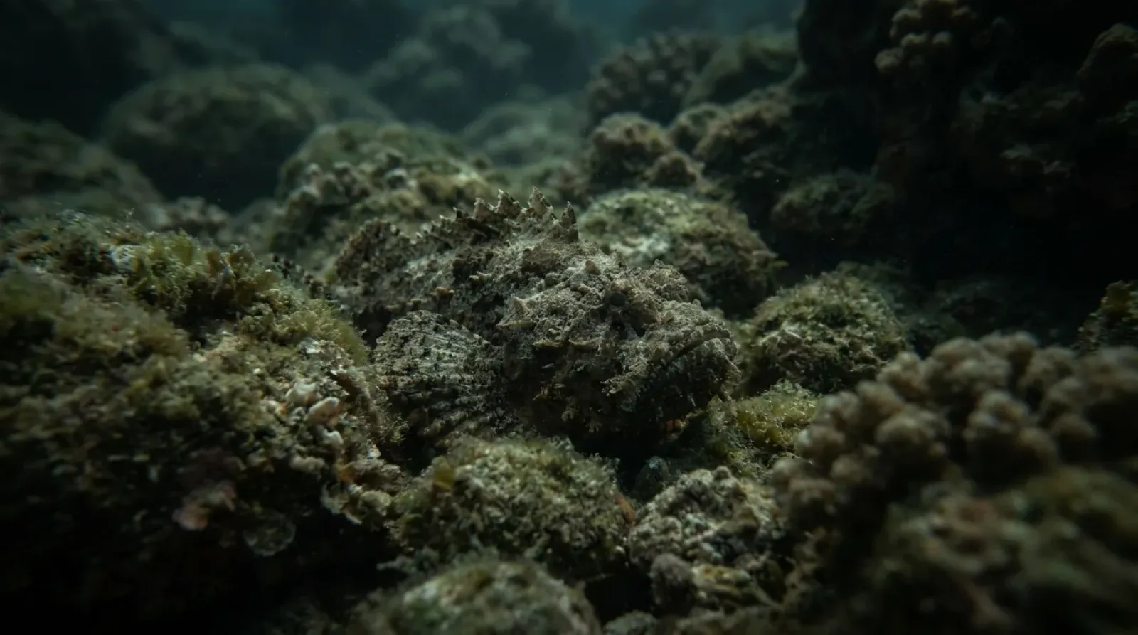 Pez piedra camuflado entre rocas y coral en un arrecife poco profundo