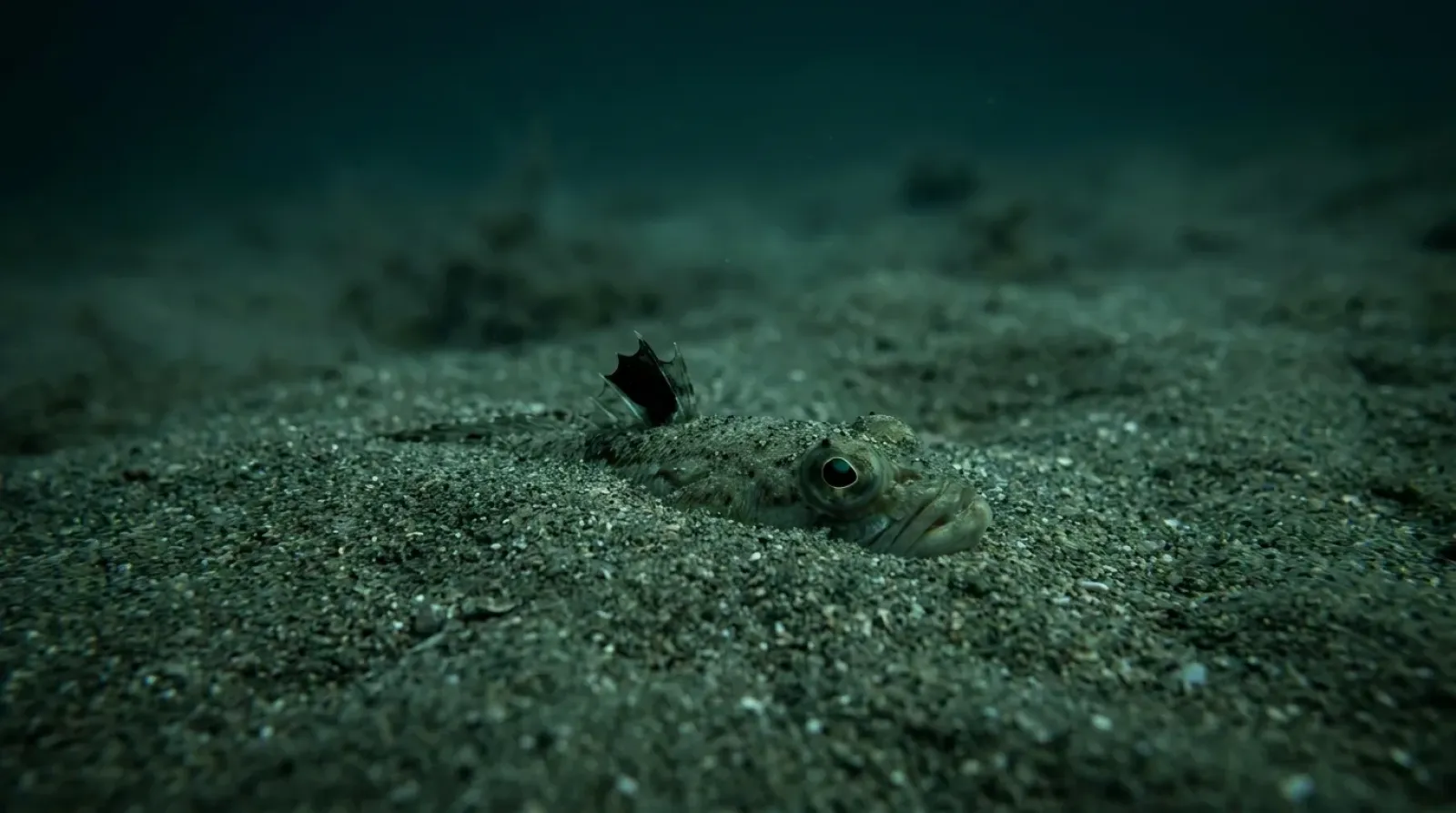 Pez araña semienterrado en la arena del fondo marino, con la aleta dorsal negra asomando