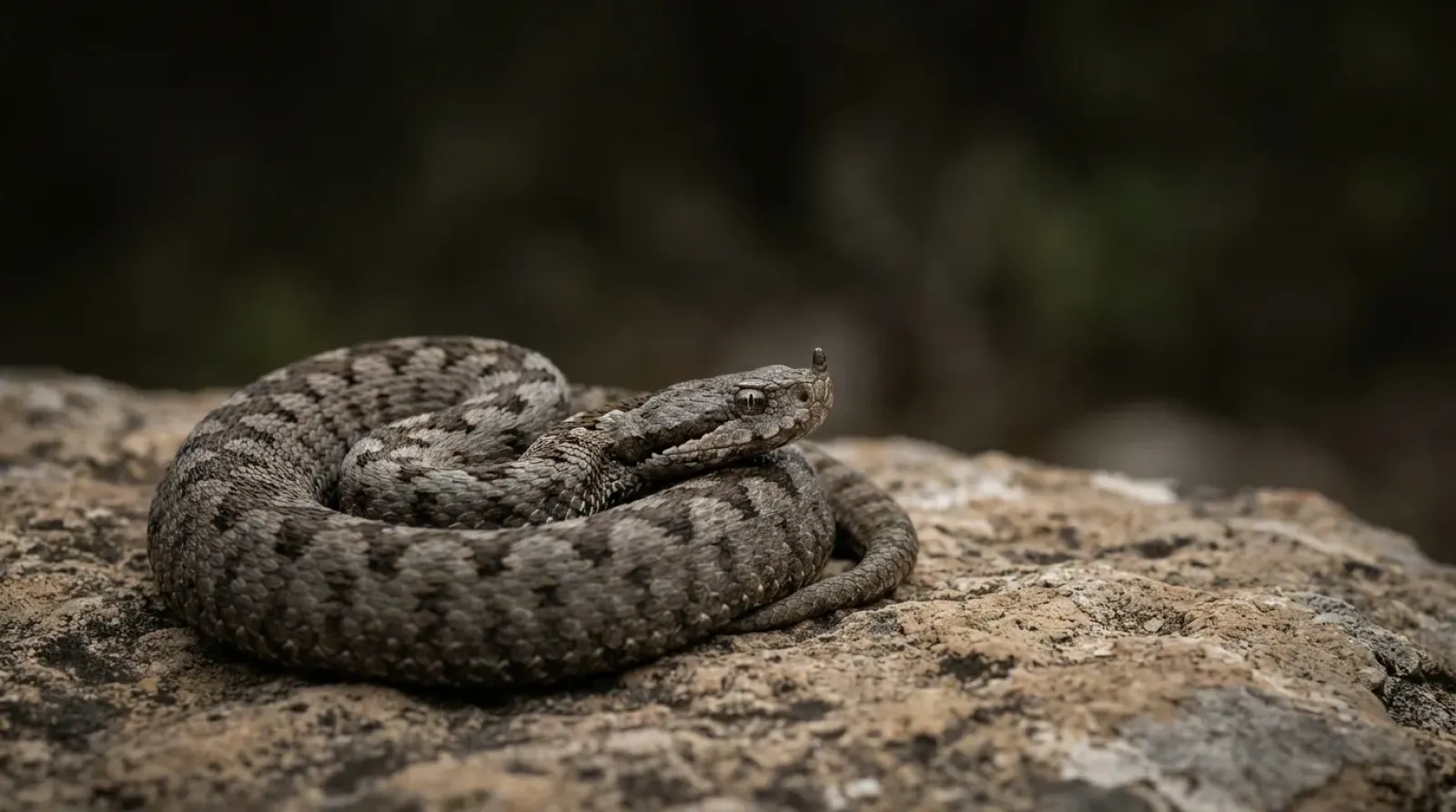 Víbora hocicuda (Vipera latastei) enrollada sobre una roca, con su dibujo en zigzag en el dorso