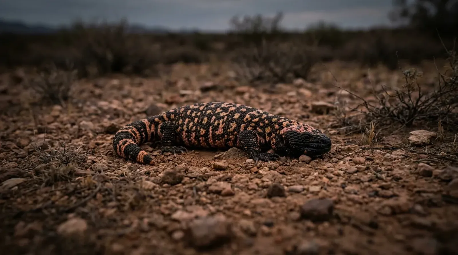 Monstruo de Gila sobre rocas del desierto, con su piel moteada de rosa y negro