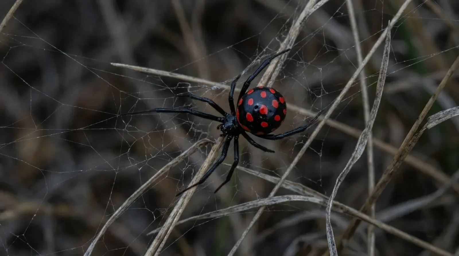Viuda negra mediterránea sobre su telaraña entre la hierba, con las manchas rojas del abdomen visibles