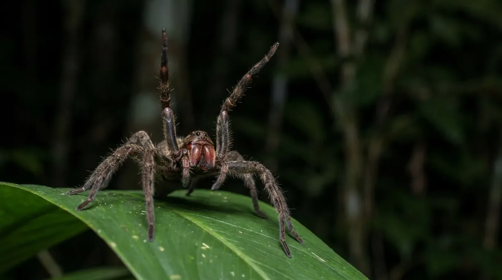 Araña bananera brasileña con las patas delanteras levantadas en posición de defensa sobre una hoja