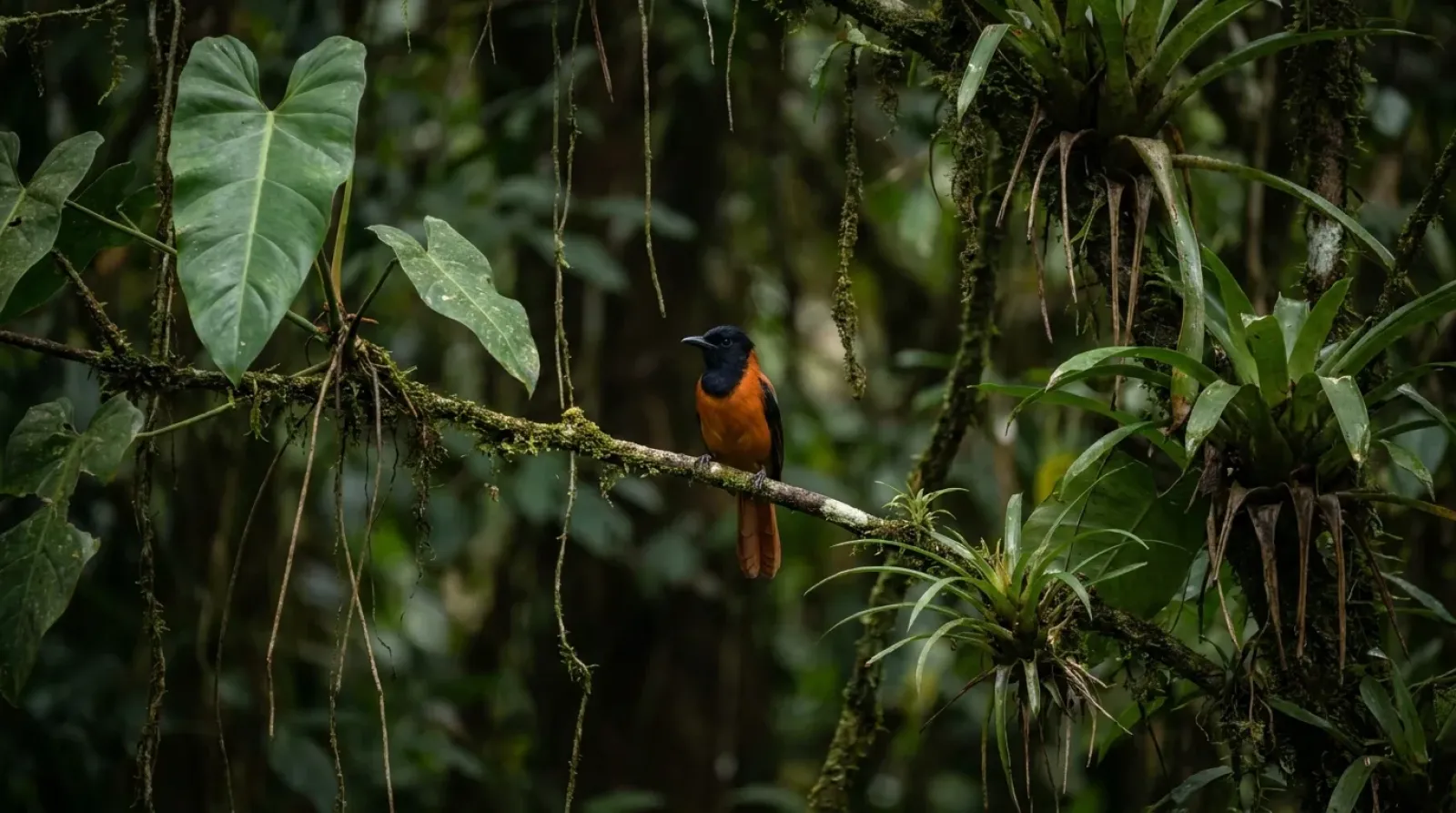 Pitohuí encapuchado de cabeza negra y cuerpo naranja posado en una rama de la selva de Nueva Guinea